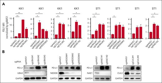 Neddylation inhibition increases PD-L1 expression in ATLL cells. (A) Cell surface expression of PD-L1 in KK1 and ST1 ATLL cells transduced with the indicated sgRNA by flow cytometry. (B) Immunoblot analysis of PD-L1, UBA3, NEDD8, NAE1, CUL3, and glyceraldehyde-3-phosphate dehydrogenase (GAPDH) in sgAAVS1, sgUBA3, sgNEDD8, sgNAE1, and sgCUL3-transduced KK1 cells. Error bars represent the mean with SEM of replicates. ∗P < .05; ∗∗P < .01; Welch 2-sample t test. All experiments were repeated at least twice.