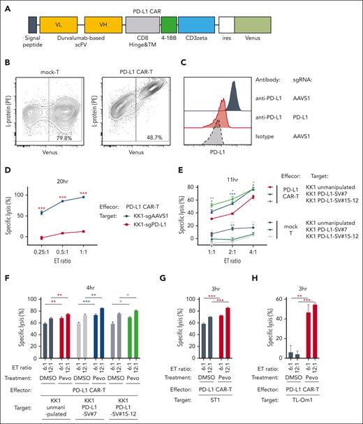 Pevonedistat can enhance the cytotoxicities of PD-L1 CAR T cells in ATLL cells. (A) Schematic design of the durvalumab-based anti–PD-L1 CAR construct used in the study. (B) Representative plots showing the transduction efficiency of mock-control T cells and PD-L1 CAR T cells analyzed by flow cytometry. (C) Cell surface expression of PD-L1 in KK1 cells transduced with sgAAVS1 or sgPD-L1 was measured via flow cytometry. PD-L1 knockout KK1 cells were established by single-cell cloning from bulk sgPD-L1–transduced cells. (D) Values of specific lysis of KK1 cells transduced with sgAAVS1 or sgPD-L1 under cocultivation with PD-L1 CAR T cells. Data were obtained as shown in Figure 6A. (E) Values of specific lysis of unmanipulated KK1 (wild-type), KK1 PD-L1-SV#7, and KK1 PD-L1-SV#15-12 cells under cocultivation with mock T cells and PD-L1 CAR T cells. Data were obtained as shown in Figure 6A. (F-H) Values of specific lysis of unmanipulated KK1 (wild-type) (F), KK1 PD-L1 SV#7 (F), KK1 PD-L1 SV#15-12 (F), unmanipulated ST1 (G), and unmanipulated TL-Om1 cells (H) under cocultivation with the effector PD-L1 CAR T cells. The target cells were pretreated with pevonedistat (1250 nM) or DMSO for 24 hours, washed twice, stained with CellBrite red cytoplasmic membrane dye, and cocultured with the effector PD-L1 CAR T cells. Data were obtained as shown in Figure 6A. Error bars represent the mean with SEM of replicates. ∗P < .05; ∗∗P < .01; ∗∗∗P < .001; Welch 2-sample t test. All experiments were repeated at least 2 times.