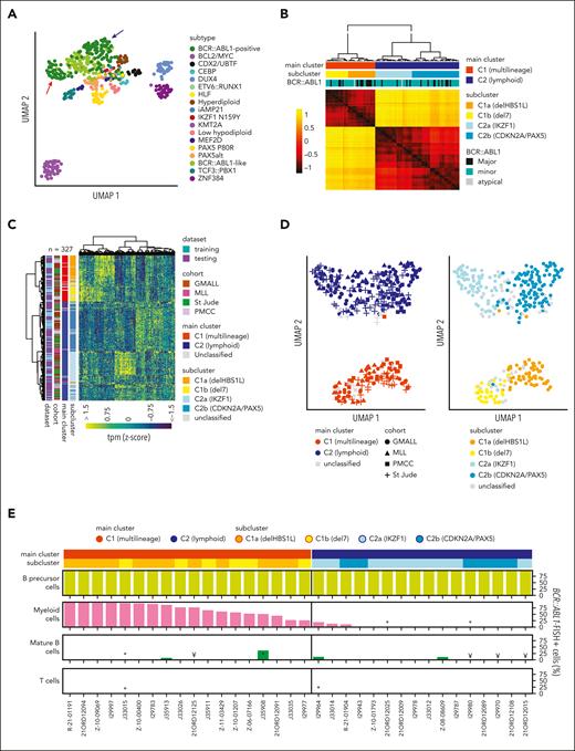 Developmental trajectories of BCR::ABL1-positive ALL can be determined by gene expression. (A) Uniform manifold approximation and projection (UMAP) plot shows unsupervised clustering of 493 BCP-ALL patients (GMALL study group) based on 2802 genes previously established15 for allocation to 21 molecular disease subtypes. A total of 18 subtypes represented in this adult cohort are shown. Arrows indicate separation of BCR::ABL1-positive patients into 2 distinct clusters. (B) BCR::ABL1-positive samples from this cohort (n = 113) were reanalyzed by UMAP analysis with systematic variation of 30 setting combinations for the parameters “min_dist” and “n_neighbors” (supplemental Figure 1). Sample-to-sample distances for each setting were calculated, z-transformed, and averaged. Hierarchical clustering of the averaged distances is shown. To define the final number of clusters, the dendrogram was progressively split at each junction and the integrity of the resulting clusters was determined using machine learning (SVM linear). When the predictability (Cohen κ) of a cluster decreased below 0.8, no further cluster splitting was performed (for details, see supplemental Figure 2). This resulted in 2 main clusters (C1 and C2) with 4 subclusters (C1a, C1b, C2a, C2b), which could be reliably predicted. (C) To test whether similar clusters were present in other cohorts, 2 machine learning classifiers (1 for the 2 main clusters and 1 for the 4 subclusters) were trained on the basis of 178 and 331 LASSO genes, respectively, derived from the GMALL discovery cohort (supplemental Tables 2-6). Gene expression data from validation cohorts (Munich Leukemia Laboratry (MLL), n = 61; St. Jude Children's Research Hospital, n = 104; and Princess Margaret Cancer Centre (PMCC), n = 49) were used for hierarchical clustering together with the GMALL reference cohort after batch correction. Newly established classifiers were used for sample allocation to the 2 main and 4 subclusters (supplemental Table 1), which are shown in the annotation. (D) UMAP plots obtained from the data in panel C, showing the classifier predictions for the main clusters (left) and subclusters (right). (E) Bone marrow/peripheral blood samples at first diagnosis of ALL were fluorescence-activated cell sorted into hematopoietic compartments on cover slides and used for BCR::ABL1 fluorescence in situ hybridization (FISH) (supplemental Figure 4). Bars depict the frequency of BCR::ABL1-positive cells in the corresponding compartments: myeloid cells (CD45lowCD19−CD10-CD34+/−CD13/33+), mature B cells (CD45highCD19+CD10−CD20+), T cells (CD45highCD19-CD3+CD16/65−), or B lymphoid precursor/ALL cells (CD45lowCD19+CD10+; in 1 case with pro-B immunophenotype, ALL cells were only identified by CD45lowCD19+). FISH signal constellations and distribution in analyzed cells are detailed in the supplemental Table 12. Note: ∗less than 100 cells analyzed, ¥less than 50 cells analyzed.