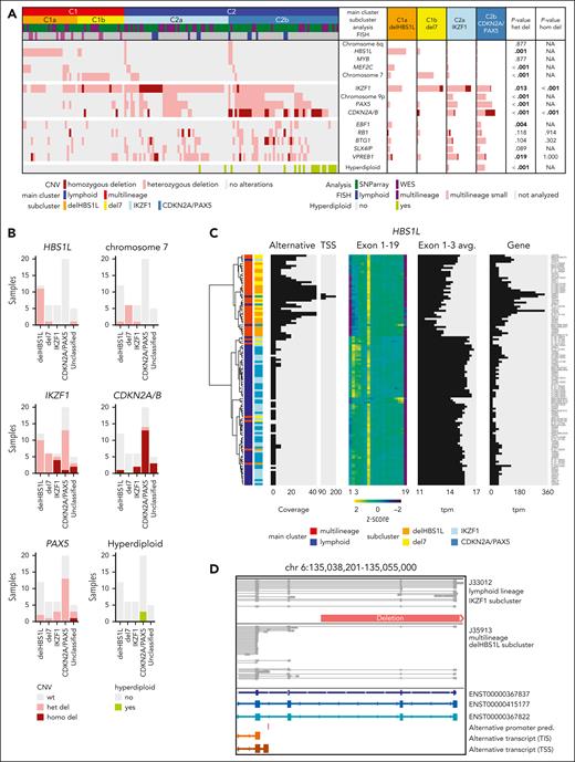 Cooperating genomic events define gene expression subclusters, including alternative HBS1L isoform expression in delHBS1L and del7 as novel candidate. (A) Distribution of recurrent copy number variants (CNVs) in the 4 BCR::ABL1-positive ALL subclusters. CNVs were assessed in samples with subcluster allocation (GMALL: ground truth; MLL: predictions, excluding n = 14 samples that remained "unclassified" by machine learning classifier for the 2- and/or the 4-cluster definition) by whole-genome sequencing (WGS) (n = 47) or single-nucleotide polymorphism (SNP) array (n = 102) and validated by fluorescence in situ hybridization (FISH), polymerase chain reaction (PCR), and/or multiplex ligation-dependent probe amplification (MLPA). The identified recurrent HBS1L deletion harbored the same breakpoints in all samples as identified by WGS (chr6:135,044,863-135,116,862; GRCh38hg38), including the HBS1L promoter and exon 1 to 2. Bars represent the percentage of BCR::ABL1-positive cases with a given alteration within each category. Associations between delHBS1L vs del7 vs IKZF1 vs CDKN2A/PAX5 were assessed by χ2 or Fisher exact test (P values below the significance level of 0.05 are depicted in bold). For detailed statistic please refer to supplemental Figure 5 and supplemental Appendix. (B) Subcluster-specific patterns of genomic aberrations were validated in the PMCC cohort (n = 49) using subcluster allocations obtained from a machine learning classifier trained on the GMALL cohort and the published14 genomic aberration profile of these samples. (C) Hierarchical clustering was performed using HBS1L alternative transcription start side expression (TSS; chr6: 135,040,344-135,040,447), HBS1L exon use, and HBS1L total gene expression in 113 GMALL samples. In addition, the average expression on HBS1L exons 1 to 3 is shown. (D) Direct long-read RNA-sequencing reads of HBS1L region between exons 1 and 4 are shown for 1 lymphoid and 1 multilineage BCR::ABL1-positive sample. The predicted alternative promoter in the intronic region between exon 3 and 4 is depicted in red. The orange bar shows the identified genomic deletion in HBS1L. A more detailed overview of the alternative HBS1L transcript and confirmation of the alternative TSS by single-cell ATAC-Seq is shown in supplemental Figures 7 and 8.)