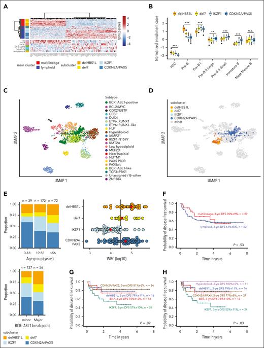 Proximity to more immature lymphopoiesis stages defines multilineage BCR::ABL1-positive ALL, which has a similar outcome as lymphoid BCR::ABL1-positive ALL. (A) Differential gene expression analysis between multilineage and lymphoid BCR::ABL1-positive ALL was performed using 1-way analysis of variance (supplemental Table 7). The 100 most significantly differentially expressed genes were used for hierarchical clustering of BCR::ABL1-positive samples (upper panel). The expression heat map in the lower panel shows gene expression of the same genes in healthy B-cell progenitors.15 (B) ALLCatchR15 single-sample enrichment scores20 for samples from the 4 subclusters are shown using gene set definitions of normal B lymphopoiesis. (C-D) Uniform manifold approximation and projection (UMAP) plots showing gene expression data of 2567 patients with BCP-ALL, previously aggregated from 3 cohorts15 and including now the 2 major (C) and 4 subcluster (D) BCR::ABL1 groups. The UMAP plots are based on the 3058 genes defined for BCP-ALL subtypes15 and BCR::ABL1 clusters. The updated version of ALLCatchR, providing molecular subtype allocation to BCP-ALL subtypes, including the novel BCR::ABL1 clusters, is available online (https://github.com/ThomasBeder/ALLCatchR_bcrabl1). (E) The distribution of age groups (upper left), BCR::ABL1 break points (lower left), and white blood cell counts (WBC, upper right) at initial diagnosis are shown for subclusters of the aggregated data set. The solid line in the dot plot showing WBC distribution represents a WBC of 30 000/μL, and red diamonds are the medians. Corresponding data and statistical analyses are provided in supplemental Tables 1,13, and 14. (F-H) DFS recorded at a median of 3 years for 91 GMALL BCR::ABL1-positive patients treated according to GMALL protocols with dose-reduced chemotherapy induction combined with imatinib, followed by consolidation I with continuous imatinib treatment and indication for allogeneic stem cell transplantation in first complete remission is shown. Kaplan-Meier analysis was used to calculate survival probabilities, and differences were assessed by log-rank test.