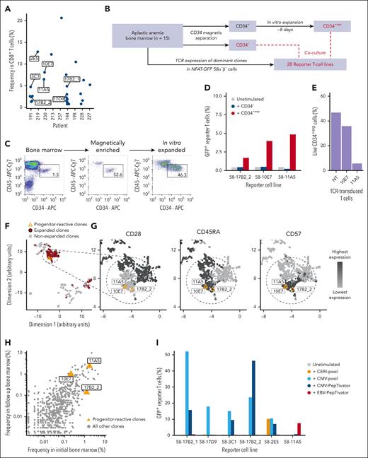 Recognition of progenitor cells and viral epitopes by dominant T-cell clones. (A) Frequencies of the 27 dominant CD8+ T-cell clones that were selected for reexpression in reporter cell lines. Clones of further mention in the manuscript were labeled individually. (B) Schematic overview of cell and TCR sources for determination of reactivity with hematopoietic precursor cells. (C) Immune phenotypes of hematopoietic progenitor cells (CD34+CD45dim) upon magnetic enrichment and after in vitro expansion. The plots show data of patient 198 as an example. Flow cytometry plots are pregated on live, single cells. (D) Percentage of GFP+ reporter T cells after coculture with CD34− and CD34+exp for all 3 progenitor cell-reactive TCRs. (E) CD34+exp of patient 230 were cocultured with TCR-transduced or no-transduced (NT) primary human T cells. Bars show percentages of live CD34+exp after coculture determined by flow cytometry. Coculture details and gating strategy are outlined in supplemental Figure 5. (F-G) Uniform manifold approximation and projection (UMAP) visualization of all index-sorted T-cell clones of the 15 patients. Single data points indicate individual clones. The progenitor cell-reactive T-cell clones are highlighted in orange. (H) Relative frequencies of T-cell clones in the initial and follow-up bone marrow samples of patients 191 and 230 determined by TCRβ repertoire sequencing. Orange triangles indicate progenitor cell-reactive clones. (I) Reactivity of 6 TCRs against viral antigens of CMV (orange, light blue, and blue) and EBV (red). CD34− bone marrow or peripheral blood mononuclear cells of the patients in whom the respective TCRs were identified were used as antigen-presenting cells. The progenitor cell-reactive TCR 11A5 also recognized an epitope within the EBV-PepTivator peptide pools.