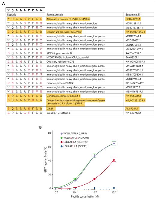 LMP1-related mimotopes that activate 58-11A5. (A) Results of an NCBI protein BLAST search (https://blast.ncbi.nlm.nih.gov, accessed in October 2023) of the human proteome (taxid:9606) using “WQLLAFFLA” as input sequence. Sequences to be tested for 58-11A5 activation (highlighted in yellow) were selected by investigators’ choice considering numbers and positions as well as size, charge, and hydrophobicity of exchanged amino acids. Amino acids that differ from the LMP1 target peptide are colored in red. (B) Mimotopes that activated 58-11A5. The LMP1 epitope WQLLAFFLA was included as positive control, GFPT1-derived LQLLAFHLA was shown as negative control and representative example for peptides that did not activate 58-11A5. Amino acids that differ from WQLLAFFLA are colored in red. The plot shows frequencies of GFP+ as percentage of 58α−β− cells. Data indicate median ± standard deviation of n = 3 replicates.