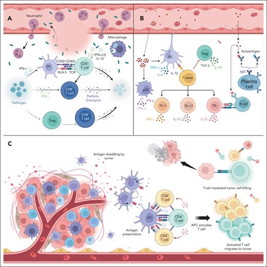 Role of T cells in infection, autoimmunity, and cancer. (A) During infection, CD8+ T cells directly recognize and eliminate pathogenic peptides presented on the surfaces of infected cells. (B) T cells do not react against self-antigens owing to central and peripheral immunogenic tolerance. Failure of the checkpoints described in panels A and B can cause uncontrolled expansion of self-reactive T cells, which leads to the development of AI diseases. (C) In steady-state, T cells survey, patrol, identify, and destroy abnormal cells, including cancer cells. pDC, plasmacytoid DC.