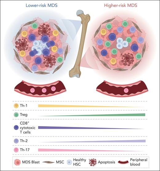 Immune deregulation in lower-risk MDS and higher-risk MDS. (Left panel) Lower-risk MDS are characterized by the hyperfunction of immune cells. CD8+ T cells are increased in number and functionally activated. (Right panel) Higher-risk MDS are characterized by an immunosuppressive environment that causes immune escape. CD8+ T cells are significantly decreased, whereas the number of Treg cells is increased. MSC, mesenchymal stem cell.