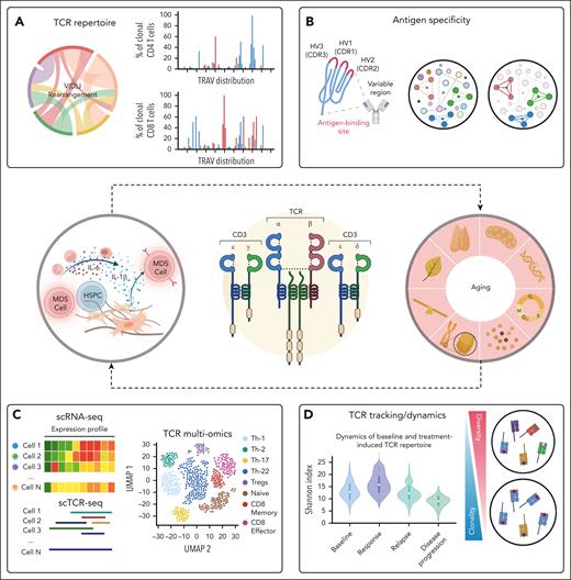 Integrative approach dissecting TCR complexity. TCR repertoire is regulated during thymocyte development and drives the generation of αβ and γδ T lymphocytes. Chronic inflammatory states or physiological aging can hinder TCR development and function. (A) TCR clonotype frequency distribution. (B) Prediction of TCR binding specificity and putative antigens. (C) Gene expression profile of clonotypes within a TCR cluster. (D) Comparison of clonotype tracking and repertoire diversity across different groups of patients with varying treatment responses. HV, hypervariable region; HSPC, hematopoietic stem and progenitor cell; TRAV, T-cell receptor alpha variable region.