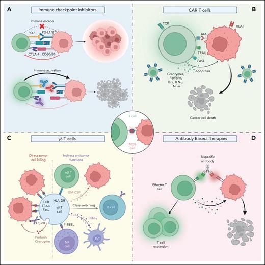 Emerging T-cell–based therapies in MDS. T-cell–based treatment strategies, such as immune checkpoint inhibitors, CAR T-cell therapies, expanded/activated γδ T cells, and BiTEs hold promise to achieve robust antileukemic activities in MDS while avoiding T-cell cytotoxicity against healthy tissues. (A) Immune checkpoint inhibitors. (B) CAR T cells. (C) γδ T cells. (D) Antibody-based therapies. FcyRIII, low-affinity IgG receptor type 3; GM-CSF, granulocyte-macrophage colony-stimulating factor; TAA, tumor-associated antigen; TRAIL, TNF-related apoptosis inducing ligand.