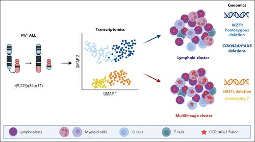 Gene expression profiling in Ph+ ALL delineates 2 distinct groups that segregate cases with or without multilineage involvement, referred as multilineage or lymphoid clusters, respectively. These groups are associated with distinct genomic features including HBS1L deletion and monosomy 7 for the multilineage cluster and IKZF1 homozygous deletion and CDKN2A/PAX5 deletions for the lymphoid cluster. UMAP, uniform manifold approximation and projection.