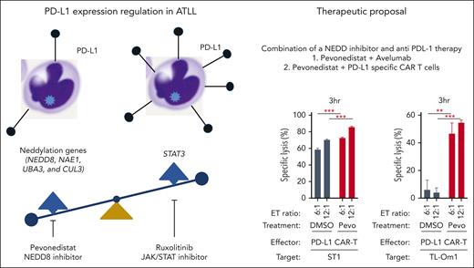 Identification of molecular pathway and pharmacological compounds that regulate PD-L1 expression in ATLL and proposal for a novel combined therapy. PD-L1, programmed cell death ligand 1; NEDD8, neural precursor cell expressed, developmentally downregulated 8; NAE1, NEDD8-activating enzyme; UBA3, ubiquitin-like modifier activating enzyme 3; CUL3, cullin 3; STAT3, signal transducer and activator of transcription 3. The graphs are reproduced from Figure 7G-H in the article by Chiba et al that begins on page 1379.