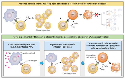 A way to “mimic” the pathophysiology of acquired SAA. In the companion article, Ben Hamza and colleagues provide data supporting a T cell–mediated, virus-induced etiology for the pathophysiology of acquired aplastic anemia. APC, antigen-presenting cell; HSC, hematopoietic stem cell; IFNγ, interferon gamma; IL-2, interleukin-2; MHC, major histocompatibility complex; TCR, T-cell receptor; TNFα, tumor necrosis factor α. Professional illustration by Patrick Lane, ScEYEnce Studios.
