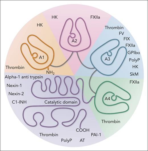 Ligand binding sites within the 4 apple domains and catalytic domain of FXI. This figure distinguishes the domains of FXI according to color: A1 (orange), A2 (pink), A3 (blue), A4 (green), and catalytic (purple). The A1 domain mediates binding with thrombin (Ala45-Arg54, Val59-Arg70, Glu66, Lys83, and Gln84) and HK (Phe56-Ser86 and Val69-Arg83). The A2 domain mediates binding with HK (Asn106, Tyr107, Asn108, His127, Thr132, Ala134, His143, Ile146, Leu148, and His151) and FXIIa (residues unknown). The A3 domain mediates binding with thrombin (Asp204), FV (residues unknown), FIX (Ile183-Val191, Ser195-Ile197, and Phe260-Ser265), FXIIa (residues unknown), GPIbα (Ser248, Arg250, Lys255, Phe260, and Gln263), polyphosphate (Arg250, Ile251, Lys252, Lys253, Ser254, and Lys255), HK (Ala193-Ala205 and Leu239-Phe260), and SkM (residues unknown). The A4 domain mediates binding with thrombin (Asp280, Lys301) and FXIIa (Ala317-Gly350). The serine protease domain mediates binding with thrombin (Pro520), polyP (Lys529, Arg530, Arg532, Lys534, and Lys538), and natural inhibitors such as antithrombin, C1-inhibitor, nexin-1, nexin-2, and α-1 antitrypsin (Arg504, Lys505, Arg507, and Lys509). Residues that mediate binding are summarized in Table 1. Current and future studies using techniques, such as cryogenic electron microscopy, will hold promise in validating epitopes for these binding partners. PolyP, polyphosphate; SkM, skeletal muscle myosin.