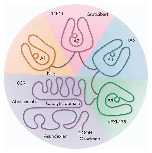 Domain-specific FXI inhibitors. This figure distinguishes the domains of FXI by color: A1 (orange), A2 (pink), A3 (blue), A4 (green), and catalytic (purple). Use of domain-specific inhibitors sheds light on residues that mediate ligand binding.
