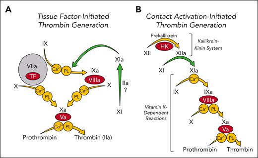 Models of thrombin generation. Shown are major enzymatic reactions (represented by arrows) during plasma coagulation. In each reaction a plasma zymogen (black Roman numerals) is converted to an active protease (Roman numerals followed by “a”). Coagulation cofactors are shown as red ovals. Requirements for calcium ions (Ca2+) or phospholipids (PLs) for specific reactions are indicated within circles. Green arrows indicate reactions involving factor XI (XI) or factor XIa (XIa). (A) Tissue factor (TF)-initiated thrombin generation. Coagulation is initiated when FVIIa binds to TF that is exposed to blood at a wound site (gray circle). The FVIIa-TF complex converts FX to FXa leading to initial thrombin generation. FVIIa-TF also converts FIX to FIXa, which sustains thrombin generation by activating additional FX. In this scheme FXIa serves a limited role, generating some FIXa. FXI may be activated by thrombin or other unknown proteases (?) in this system. Its activation is not dependent on FXII. (B) Contact activation–initiated thrombin generation. The process is initiated by exposure of plasma to a surface (typically carrying a negative charge), which triggers FXII activation by a process called contact activation. This sets off a series (cascade) of enzymatic reactions culminating in conversion of prothrombin to thrombin. Here, FXI is a component of the contact activation process that triggers coagulation and is a major contributor to thrombin generation.