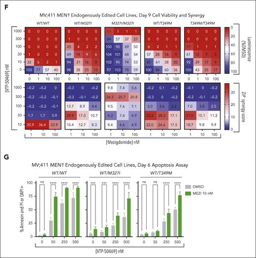 Mezigdomide in combination with VTP-50469 demonstrates superior synergy and increased induction of apoptosis in MEN1 wild-type and mutant models. (A-B) Heat maps for proliferation relative to DMSO (top) and ZIP synergy scores (bottom) in the OCI-AML2 and MOLM-13 cell lines after 3 days of treatment. Cells were treated with an 8-point VTP dose curve and a 5-point IMiD or CELMoD dose curve, a subset of which is shown. Data pooled from 3 independent experiments; each with n ≥ 3 technical replicates; each square represents median value from n ≥ 9 data points. ZIP synergy scores ≥10 constitute synergy. (C-D) Apoptosis assessment after 6 days of treatment in OCI-AML2 and MOLM-13 cell lines with percentage of cells staining positive for annexin and DAPI or propidium iodide (PI) by flow cytometry. Data depicted pooled from ≥3 independent experiments, each of which had 4 technical replicates for n ≥ 12 per condition; bars represent mean + SD. Statistical analysis with 2-way ANOVA with Tukey multiple comparisons test. Significant (P < .05) differences between IMiDs/CELMoDs at a given VTP-50469 dose shown; ∗P < .05, ∗∗P < .01, ∗∗∗P < .001, ∗∗∗∗P < .0001. (E) Apoptosis assessment after 5 days of treatment in CD34+-selected human cord blood cells that were KMT2A-AF9 transformed vs untransformed. Data depicted pooled from 3 independent experiments without technical replicates, for n = 3 per condition, bars represent mean + SD. Two-way ANOVA with Sidak multiple comparisons testing for differences between untransformed and KMT2A-AF9 transformed at each drug condition listed. (F-G) MV4;11 cell lines with MEN1 mutations inserted into endogenous MEN1 locus. (F) Heat maps for luminescence relative to DMSO in CellTiter-Glo assays (top) and ZIP synergy scores (bottom). Cells were treated with a 5-point VTP-50469 dose-response curve and 3-point mezigdomide dose response. Data pooled from 3 independent experiments, each with n ≥ 3 technical replicates; each square represents median value from n ≥ 9 data points. (G) Apoptosis assessment after 6 days of treatment with percentage of cells staining positive for annexin and DAPI or PI by flow cytometry. Data depicted pooled from ≥3 independent experiments, each of which had ≥3 technical replicates for n ≥ 11 per condition; bars represent mean + SD. Statistical analysis with 2-way ANOVA with Sidak multiple comparisons test for difference between MEZI 10 nM vs DMSO at each VTP-50469 concentration listed. ∗∗∗P < .001; ∗∗∗∗P < .0001. ns, not significant.
