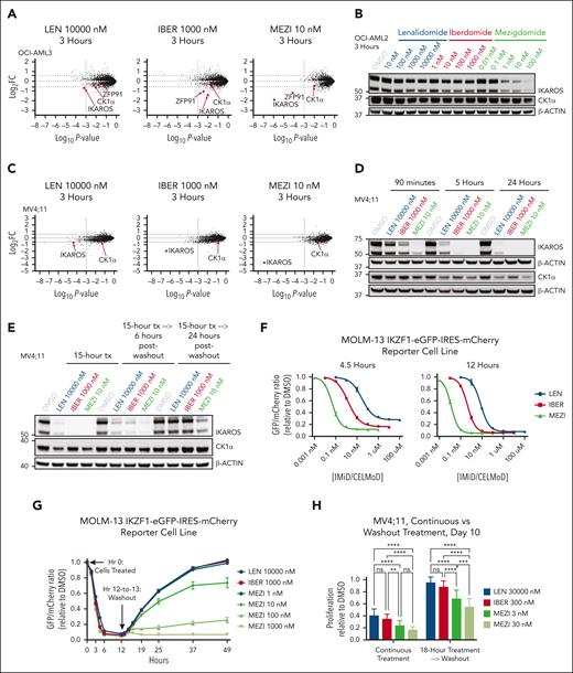 Potency of mezigdomide is related to increased depth, rate, and duration of IKAROS degradation. (A,C) Mass spectrometry in the OCI-AML2 and MV4;11 cell lines after 3 hours of treatment. The y-axis depicts log2 FC in abundance for each protein relative to DMSO (dotted line at threshold of ± 1.5-FC), and the x-axis depicts log10P value (dotted line at significance threshold of 10−3). Proteins with log2FC ≤ −1.5-fold that were shared in common after 3- or 12-hour treatment with any of the 3 IMiDs/CELMoDs in each cell line, in addition to CK1α, are labeled. (B,D) Western blot in the OCI-AML2 cell line after 3 hours of treatment and in the MV4;11 cell line after 90 minutes, 5 hours, and 24 hours of treatment. (E) Western blot in the MV4;11 cell line after treatment (tx) for 15 hours, followed by large volume washing of cells (3 washes), and culturing cells for 6 and 24 more hours before cell pellet collection. (F-G) Experiments performed in the MOLM-13 cell line transduced with IKZF1-eGFP-IRES-mCherry degradation reporter vector. (F) Cells treated for 4.5 and 12 hours and eGFP/mCherry ratio relative to DMSO control calculated. Cells plated in triplicate with each data point representing mean ± SD. (G) Cells treated for 12 hours followed by extensive washing (7 washes that lasted from hour 12-13 in duration) and then assessing eGFP recovery thereafter. Representative of 3 experiments, with each data point representing mean of technical triplicates ± SD. (H) Proliferation (cell count) relative to DMSO after 10 days from initial treatment comparing continuous treatment (left) with 18-hour treatment followed by washout (right) in MV4;11 cell line. Data depicted pooled from 3 independent experiments, each of which had at least 5 technical replicates for n > 15 per bar; bars represent mean + SD. Statistical analysis with 2-way ANOVA with Tukey multiple comparisons test. ∗∗P < .01; ∗∗∗P < .001; ∗∗∗∗P < .0001.