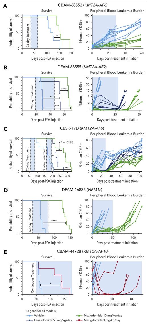 Mezigdomide monotherapy is efficacious in PDX models of KMT2A-r and NPM1c AML in vivo. (A) DFAM-68552 (KMT2A-AF6) PDX. Median survival: vehicle, 118.5 days (n = 8); MEZI, 152 days (n = 7); P = .016. Peripheral blood leukemia burden: P < .05 for all time points after day 0. (B) DFAM-68555 (KMT2A-AF9) PDX. Median survival: vehicle, 29 days (n = 8); lenalidomide (LEN), 53.5 days (n = 8); MEZI, 66 days (n = 8); vehicle vs LEN, P = .0032; vehicle vs MEZI, P = .0002; LEN vs MEZI, P < .0001. Peripheral blood leukemia burden: vehicle vs LEN or MEZI (P < .05 for day 10 time point); LEN vs MEZI (P < .05 for all time points assessed). (C) MSK-017D (KMT2A-AF9) PDX. Median survival: vehicle, 172.5 days (n = 8); LEN, 224 days (n = 7); MEZI, 287 days (n = 7); vehicle vs LEN, P = .0004; vehicle vs MEZI, P = .0001; LEN vs MEZI, P = .0198 (threshold for statistical significance P = .0167 with Bonferroni correction for multiple comparisons). Peripheral blood leukemia burden depicted from beginning of first treatment period to beginning of second treatment period: vehicle vs LEN (P < .05 for days 12, 20, 29, 44, 61, and 105); vehicle vs MEZI (P < .05 for all time points shown after day 0); and LEN vs MEZI (P < .05 for days 44 and beyond). (D) DFAM-16835 (NPM1c) PDX. Median survival: vehicle, 58 days (n = 7); MEZI, 135 days (n = 8); P < .0001. Peripheral blood leukemia burden: P < .05 for all time points after day 0. (E) CBAM-44728 (KMT2A-AF10) PDX. Median survival: vehicle, 59 days (n = 5); MEZI, 137 days (n = 5); P = .0198. (A-E) Survival analyses by log-rank (Mantel-Cox) test for survival curves. Peripheral blood leukemia burden quantified as percentage of CD45+ cells (mouse + human) that were human CD45+ and analyzed by 2-way ANOVA with Tukey multiple comparisons test or multiple t tests depending on number of treatment groups. The shaded blue area represents the treatment period.