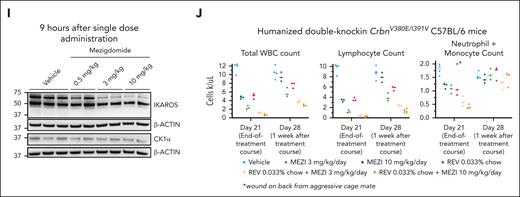 Mezigdomide in combination with menin inhibition is efficacious and can prevent and overcome MEN1 mutations in vivo. (A-B) Burden of disease assessments in the DFAM-68555 (KMT2A-AF9) and DFAM-22359 (NPM1c) PDXs. Burden of disease (percentage of CD45+ cells that were human CD45+) assessment on 9th and 20th day of treatment respectively. (A) One-way ANOVA testing between all groups for bone marrow disease burden and differentiation (percentage of human CD45+ cells that expressed CD11b and/or CD14). Differences between treatment groups shown. (B) DFAM-22359 (NPM1c) PDX. Two-way ANOVA testing between all treatmentgroups for bone marrow, spleen, and peripheral blood disease burden. No statistical difference between MEZI 0.5 mg/kg 2× daily and MEZI 3 mg/kg 1× daily (with or without revumenib), all other comparisons between groups with P ≤ .001. (C-D) DFAM-68555 PDX. (C) Leukemia-free survival analysis on left, peripheral blood leukemic burden on right; n = 10 per cohort. P values displayed are for survival differences between groups with threshold for statistical significance P = .0167 with Bonferroni correction for multiple comparisons. (D) Frequency of MEN1T349M mutation in relapsed VTP-50469 monotherapy mouse depicted with # in panel C via ddPCR. (E-F) CBAM-44728 (KMT2A-AF10) PDX. (E) Leukemia-free survival analysis: vehicle (n = 6) vs any treatment group (n = 6), P = .0007. Other P values displayed are for survival differences between groups with threshold for statistical significance P = .0083 with Bonferroni correction for multiple comparisons. (F) Frequency of MEN1T349M mutation in relapsed mice that received VTP-50469 by ddPCR; mice listed in chronological order of relapse (left-to-right). (G-H) CPCT-0023 (KMT2A-AF10) PDX. (G) Leukemia-free survival analysis: vehicle (n = 6) vs MEZI (n = 8), P = .0045; vehicle vs VTP-50469 monotherapy (n = 8) or Combination (n = 8), P < .0001. P values displayed are for survival differences between groups with threshold for statistical significance P = .0083 with Bonferroni correction for multiple comparisons. (H) MEN1 Sanger sequencing at codons corresponding to amino acid residues M327 and T349 in a mouse euthanized pre-treatment (left) and in a VTP-50469 monotherapy mouse that acquired resistance on treatment (right). (I-J) Humanized CrbnV380E/I391V C57BL/6 mice. (I) Western blot from mice treated with a single dose of MEZI at doses listed, mice euthanized 5 hours after dose, and lysis buffer added to cells 9 hours after dose. (J) White blood cell (WBC) count, lymphocyte count, and neutrophil + monocyte count after 21 days of treatment and then 1 week after end of treatment course.