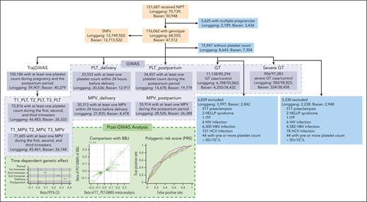 Flowchart summarizing the study design and inclusion and exclusion criteria of participants. HBV, hepatitis B virus; HCV, hepatitis C virus; HELLP syndrome, hemolysis, elevated liver enzymes, and low platelet count syndrome; ITP, primary immune thrombocytopenia; MPV, mean platelet volume; PLT_delivery, platelet counts at delivery; PLT_postpartum, platelet counts during the postpartum period; T1_PLT, platelet counts during the first trimester; T2_PLT, platelet counts during the second trimester; T3_PLT, platelet counts during the third trimester.