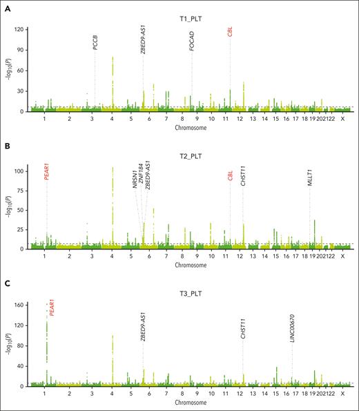 Manhattan plots of the genome-wide association study meta-analyses for platelet counts during the first, second, and third trimesters. A total of 72 816 Chinese pregnant women with at least 1 platelet count in each trimester from 2 hospitals were included in the GWAS meta-analyses. The Manhattan plots depict GWAS meta-analyses of platelet counts during the first trimester (A), the second trimester (B), and the third trimester (C). GWAS for each hospital was carried out with a linear regression model, and the 1st to 10th principal components, maternal age, and gestation age correspond to the time of the platelet count test as covariates. The x-axis shows the ordered chromosomes, and the y-axis indicates –log10(P value) for the association tests. The dashed black line represents the genome-wide significance threshold for GWAS (P = 5 × 10–8). A total of 138 genome-wide significant independent loci (161 independent signals) achieved the genome-wide significance threshold. Labels in black indicate the nearest gene of the novel loci, and labels in red highlight the 2 loci (PEAR1 and CBL) with time-dependent genetic effects during pregnancy.