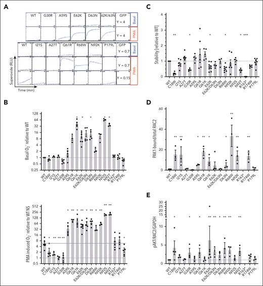 Functional assessment of patient variants. (A) Cumulative luminescence of cells cotransfected with NADPH oxidase components (gp91phox, p67phox, p47phox) and specific RAC2 mutants (30-minute time course). Unstimulated cells (basal) or after addition of 1 μM PMA (PMA). Bottom row of lower set shows expanded y-axis to detect minor activation levels. (B) Summary bar graphs from integrated kinetics of unstimulated (left) or PMA-stimulated (right) superoxide production normalized to WT basal. Dashed and solid lines correspond to WT basal and WT PMA-stimulated levels, respectively. Bars shows average ± standard of the mean (SEM), n = 3-5 independent experiments. (C) Summary of RAC2 protein stability quantified by Western blot densitometry. Graph shows RAC2/glyceraldehyde-3-phosphate dehydrogenase (GAPDH) protein levels, normalized to WT, and expressed as mean ± SEM, n = 3 to 5. (D) Summary of RAC2-PAK1 binding expressed as bound/total mutant RAC2 normalized to WT bound/total, determined by densitometry of Western blots, displayed as mean ± SEM, n = 3-5 independent experiments. (E) Summary of pAKT levels determined by densitometry of Western blots. pAKT levels were normalized to RAC2 expression to control for protein stability and GAPDH for cell loading. Values are mean ± SEM, n = 3 to 4 independent experiments. In all plots, significance determined by Kruskal-Wallis test using 2-stage linear step-up procedure of Benjamini, Krieger, and Yekutieli comparing RAC2 variants with WT RAC2; ∗P < .05, ∗∗P < .01, and ∗∗∗P < .001.