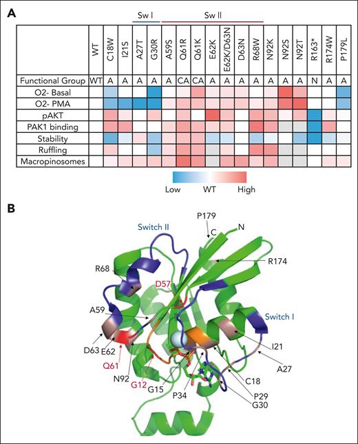 Summary of mutation functional assays and location on RAC2 structure. (A) Summary of each mutant tested across functional assays. Functional groups: A, activating; CA, constitutively active; and N, null. Values derived from functional studies were row normalized and colored. Red and blue correspond to increased or decreased activity, respectively, relative to WT RAC2; gray indicates variant not tested in specified assay. (B) Identified patient mutations shown on 3-dimensional structure of RAC1 amino acids 2-177 (3TH5)31 with switch regions (blue) and P-loop (orange) highlighted. Constitutively active and D57N mutations are noted in red; CID mutations in pink.