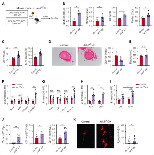 Accelerated arterial thrombosis and increased platelet activity in Jak2VF CH. (A) Experimental design of Jak2VF CH mouse model. (B) Peripheral blood cell counts. (C) Jak2VF chimerism in peripheral blood as indicated by fraction of GFP+ WBCs and platelets. (D) FeCl3-induced carotid artery thrombotic occlusion time (seconds). Representative hematoxylin and eosin staining of thrombi were showed. Scale bar, 100 μm. (E) Tail bleeding time (seconds). (F-G) Platelet activation as measured by levels of active GPIIbIIIa conformation (JON/A, F) and P-selectin surface expression (G) of whole blood platelets at baseline or stimulated with platelet agonists adenosine diphosphate (ADP; 10 μM), collagen (0.5 μM) or thrombin (0.5 U/mL). (H-I) Differential analysis of activation in GFP+ (mutated in Jak2VF CH) and GFP⁻ thrombin-stimulated platelets (GPIIbIIIa activation/JON/A, H; P-selectin) (I). (J) Platelet-leukocyte heteroaggregates in the peripheral blood, indicated by number of CD41+ Ly6C-low and Ly6C-high monocytes, and neutrophils. (K) Representative immunofluorescence-stained fluorescein isothiocyanate–labeled anti-CD41 images. Platelet adhesion on collagen surface under arterial flow ex vivo (scale bar, 50 μm; aggregate size was quantified from 100 aggregates from 4 different animals and presented as median and 10 to 90 percentile). ∗P < .05; ∗∗P < .01; ∗∗∗P < .001; Student t test or Mann-Whitney U test, as appropriate; N.S., not significant.
