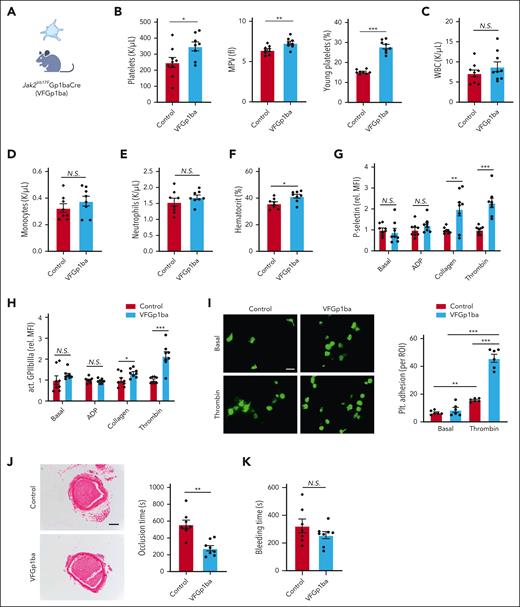 Accelerated arterial thrombosis and increased platelet activity in VF-Gp1ba mice. (A) MK lineage–specific expression of Jak2VF mouse model. (B) Platelet count (left), MPV (middle) and young platelet fraction (right). (C-F) Differential peripheral WBC count and hematocrit. (G-H) Platelet activation as measured by P-selectin surface expression (G) and GPIIbIIIa activation (JON/A, H) level of whole blood platelets at baseline or stimulated with platelet agonists ADP (10 μM), collagen (0.5 μM) or thrombin (0.5 U/mL). (I) Representative immunofluorescence-stained fluorescein isothiocyanate–labeled phalloidin images. Adhesion of platelets to fibrinogen-coated chamber slides with or without thrombin stimulation (0.5 U/mL). Scale bar, 5 μm. (J) FeCl3-induced carotid artery thrombotic occlusion time (seconds). Representative hematoxylin and eosin staining of thrombi were showed. Scale bar, 100 μm. (K) Tail bleeding time (seconds). ∗P < .05; ∗∗P < .01; ∗∗∗P < .001; Student t test or Mann-Whitney U test as appropriate.