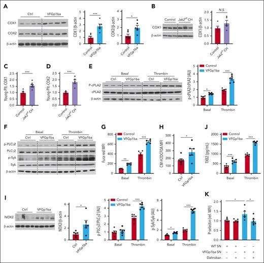 Increased cyclooxygenase expression and thromboxane A2 secretion in Jak2VF platelets. (A) Immunoblot and quantification of COX-1 and COX-2 expression in resting platelets lysates of VF-Gp1ba mice and control mice. (B) Immunoblot and quantification of COX1 expression in platelets lysates from mice with Jak2VF CH or respective controls. (C-D) COX 1 (C) and COX2 expression (D) in young platelets of Jak2VF CH or control mice (assessed by flow cytometry). (E) Immunoblot and quantification of p-cPLA2 expression in resting and thrombin-stimulated (0.5 U/mL; 5 minutes) platelets lysates of VF-Gp1ba mice and control mice. (F) Immunoblot and quantification of p-PLCγ2 and p-Syk expression in resting and thrombin-stimulated (0.5 U/mL; 5 minutes) platelets lysates of VF-Gp1ba mice and control mice. (G) Ca2+ in resting and thrombin-stimulated platelets (0.5 U/mL; 5 minutes) was assessed by Fura Red staining and analyzed by flow cytometry as mean fluorescence intensity (MFI). (H) ROS in platelets was assessed by H2DCFDA staining and analyzed by flow cytometry as MFI. (I) Immunoblot and quantification of NOX2 expression in platelets lysates, which was normalized to β-actin. (J) TXB2 (stable metabolic product of TXA2) detected in supernatant of isolated platelets at baseline or after stimulation with 0.5 U/mL. (K) P-selectin surface expression on WT platelets treated with supernatant (SN) from stimulated Ctrl and Jak2VF platelets with or without preincubation with TXA2 receptor antagonist Daltroban (1 μM). ∗P < .05; ∗∗P < .01; ∗∗∗P < .001; Student t test or Mann-Whitney U test or 2-way analysis of variance as appropriate.