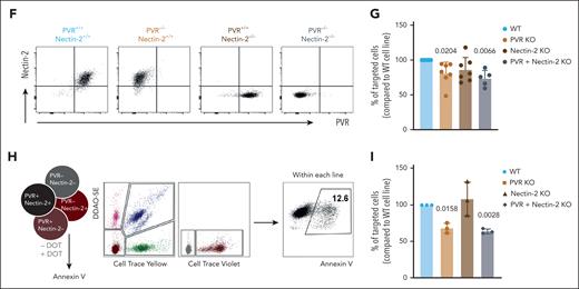 The DNAM-1 ligand, CD155/ PVR is required for DOT-cell targeting of AML cell lines. (A) Gene expression of ligands for DNAM-1, NKp30, NKp44, and NKG2D receptors in a panel of AML cell lines; results are normalized to the housekeeping genes GUSB and PSM6. (B) Protein expression of ligands for DNAM-1, NKp30, NKp44, and NKG2D receptors in a panel of AML cell lines; gray histograms represent isotype; black lines represent sample. (C) Summary of flow cytometry data depicted in panel B. Data represented as mean fluorescence intensity (MFI) increase relative to isotype control. (D) Representative flow cytometry plots of killing assay performed in the absence (basal) or presence of DOT cells that were previously incubated with blocking antibodies for the proteins indicated. (E) Summary of killing assays performed against HEL (left) and MOLM13 (right) cell lines. Results are normalized to the percentage of tumor cells targeted in the condition in which DOT cells are incubated with isotype control antibodies. Each dot represents a different DOT-cell donor. Data were generated in ≥3 independent experiments. (F) Flow cytometry plots depicting the phenotype of MOLM13 cell lines modified via CRISPR–CRISPR-associated protein 9 editing. (G) Summary of killing assays performed against the indicated KO cell lines, compared with the mock-transfected cell line. Each dot represents a different DOT-cell donor. Data were generated in >3 independent experiments. (H) Schematic representation of the experimental design of competitive killing assays. (I) Summary of killing assays performed against the indicated KO HEL cell lines in a competitive setting, compared with the mock-transfected cell line. Each dot represents a different DOT-cell donor. Data were generated in 3 independent experiments. Statistical analysis was performed using 1-sample t test (hypothetical value: 100). WT, wild type.