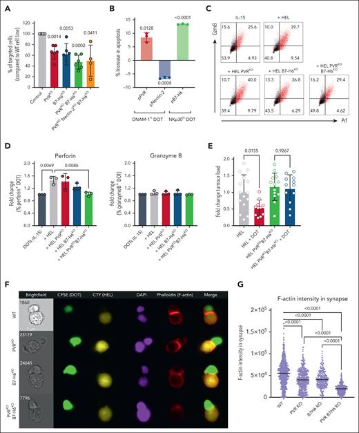 PVR and B7-H6 are essential for formation of robust immunological synapses between DOT cells and AML cells. (A) Summary of killing assays performed against the indicated KO HEL cell lines, compared with the mock-transfected cell line. Each dot represents a different DOT-cell donor. Data were generated in 3 independent experiments. (B) Killing assay performed against the mouse breast cancer cell line E0771 previously transfected to express human PVR, nectin-2, or B7-H6 compared with the mock-transfected cell line. DOT cells were selected for high expression of the respective counterreceptors (DNAM-1 or NKp30). Each dot represents a technical replicate. Data were generated in 2 independent experiments. (C) Representative flow cytometry plots of granzyme B (GzmB) and perforin (Prf) expression on DOT cells, when in contact with different cell lines or in the presence of interleukin-15 (IL-15) only. (D) Summary of the flow cytometry data depicted in panel C. Each dot represents a DOT-cell donor. Data were generated in 2 independent experiments. (E) Tumor load in the blood of a xenograft model of AML. Immunodeficient NSG-HuIL-15 mice were engrafted with control or PVR/B7-H6 double-KO HEL (luciferase positive) cell lines. Mice were treated with DOT cells intravenously or left untreated. Three weeks after tumor injection, mice were euthanized and tumor load in the blood was quantified by luminescence. Data were generated in 2 independent experiments. (F) Representative images of image-flow cytometry data of immunological synapses established between DOT cells and different HEL cell lines. (G) Quantification of filamentous actin (F-actin) signal within the area of interaction between the DOT cell and the tumor cell. Data are representative of 2 independent experiments. Statistical analysis was performed using 1-sample t test (hypothetical value: 100 for panel A, or 0 for panel B), 1-way analysis of variance followed by Šídák multiple comparisons test for panel E, or Kruskal-Wallis test followed by Dunn multiple comparisons test for panels D and G. WT, wild type.