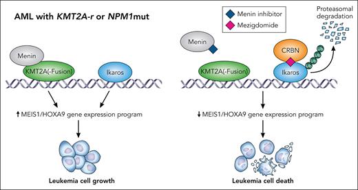 Combined targeting of Ikaros and menin has synergistic effects on AML with NPM1 mutations or KMT2A rearrrangement through inhibiting a MEIS1/HOXA9-associated gene expression program. Professional illustration by Patrick Lane, ScEYEnce Studios.
