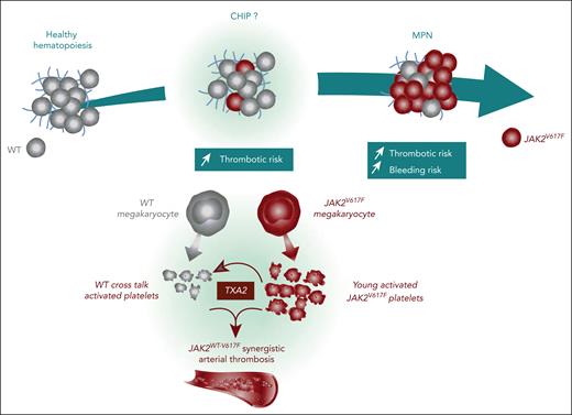 JAK2V617F to JAK2WTpro-thrombotic cross talk. JAK2V617F CHIP is associated with an increased arterial thrombosis risk, resulting from a thromboxane A2–mediated JAK2V617F to JAK2WT platelets activating cross talk.