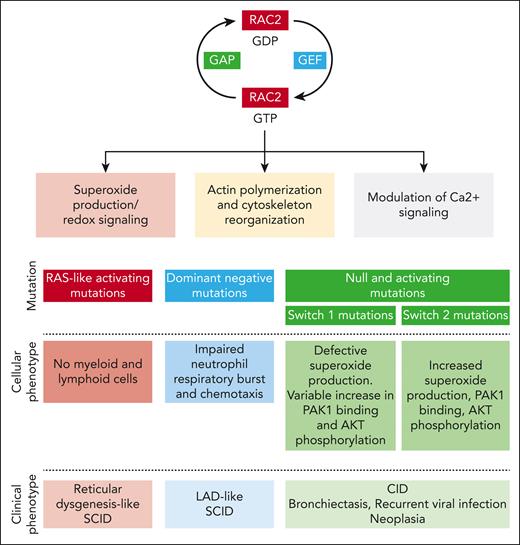 Rac2 function in immune cells and consequences of RAC2 mutation on the cellular and clinical phenotype. GAP, GTPase-activating protein; GEF, guanine nucleotide exchange factor; LAD, leukocyte adhesion deficiency.