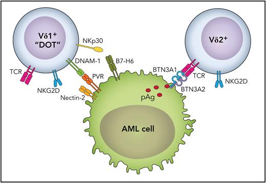 Differential recognition of AML cells by Vδ1 (DOT) and Vδ2 γδ T cells. (Left) Vδ1/DOT cells express a Vδ1-encoded T-cell receptor (TCR) and the activating NK receptors NKG2D, DNAM-1, and NKp30. Although the TCR plays no major role, the study by Mensurado et al shows that the activation of DOT cells is primarily due to the interaction of DNAM-1 with its ligand PVR/CD155, and the DNAM-1 ligand nectin-2 is not relevant. The NKp30/B7-H6 interaction is also important. AML cells usually lack the expression of ligands for the activating NKG2D receptor. (Right) Vδ2 T cells recognize transformed cells including AML by sensing endogenous phosphoantigens (pAg) via the TCR in a BTN (BTN3A1/BTN2A1)-dependent manner. Vδ2 T cells also express NKG2D, which contributes to Vδ2 T-cell activation in case of NKG2D ligand-expressing target cells (usually solid cancers).2-4 Professional illustration by Patrick Lane, ScEYEnce Studios.