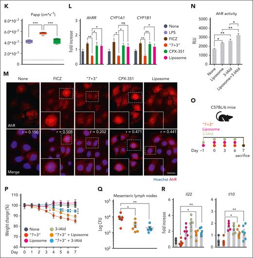 CPX-351 activates the protective AhR pathway. C57BL/6 mice were treated intravenously with the “7 + 3” combination or CPX-351 every 3 days for 3 times and assessed for (A) AhR-related genes expression in the ileum, (B) AhR immunofluorescence, and (C) IL-22 production in colon. Yellow arrows indicate AhR+ cells. AhR–/– mice were treated as above and assessed for (D) weight loss (daily measured), (E) intestinal histopathology (PAS staining) with the relative histology score, (F) bacterial translocation to mesenteric lymph nodes, and (G) Il10 gene expression in the colon. (H) Viability of CaCo-2 cells exposed to cytarabine, daunorubicin, alone, or in combination, or CPX-351 by MTT assay. (I) ZO-1 expression in differentiated CaCo-2 cells exposed as above for 24 hours. (J) Transepithelial electrical resistance (TEER) and (K) apparent permeability coefficient (Papp) of CaCo-2 cells exposed to 10 μM cytarabine, 2 μM dauno, 10 μM CPX-351, and 10 μM empty liposomes in the presence of 25 ng/mL lipopolysaccharide (LPS). The dotted line indicates untreated cells. (L) AhR-related gene expression by reverse transcription polymerase chain reaction and (M) AhR nuclear translocation by immunofluorescence in CaCo-2 cells treated as above for 4 hours (FICZ was used as control). (N) AhR activity by the luciferase assay on the reporter cell line H1L6.1c3. (O) C57BL/6 mice were concurrently treated with empty liposomes or indole-3-aldehyde (3-IAld) and the “7 + 3” combination and evaluated for (P) weight loss, (Q) bacterial translocation to mesenteric lymph nodes, and (R) Il22 and Il10 gene expression in the colon. Photographs were taken with a high-resolution microscope (Olympus BX51); original magnification ×40 (B,E; scale bars, 100 μm) and ×100 (I,M; scale bars, 20 μm). For immunofluorescence, nuclei were counterstained with Hoechst. Numbers refer to colocalization coefficients to quantify the overlap degree of AhR and Hoechst. Data are representative of 2 or 3 independent experiments. Each in vivo experiment includes 6 mice per group. Data are represented as mean ± SEM. ∗P < .05; ∗∗P < .01; ∗∗∗P < .001; ∗∗∗∗P < .0001; CPX-351- vs “7 + 3”–treated mice or cells; “7 + 3”- or liposome or 3-IAld vs none (untreated) cells; “7 + 3”- vs FICZ-treated cells; CPX-351 vs liposome-treated cells; liposome + 3-IAld vs 3-IAld- or liposome-treated cells; “7 + 3” + liposome or “7 + 3” + 3-IAld- vs “7+3”–treated mice. One-way or 2-way ANOVA, Bonferroni multiple comparison test.