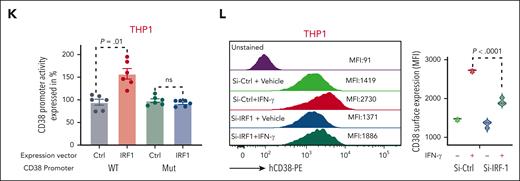 IFN-γ induces CD38 expression in AML cells through IRF-1 transcriptional regulation. (A) Representative flow cytometry dot plots for 2 AML BM samples comparing percent of CD38High population in IFN-γ–treated group vs vehicle-treated group. IFN-γ was added overnight at a concentration of 10 ng/mL to total BM MNCs and gated for CD45DimCD34CD38 population. (B) Violin plot comparing percent of CD38High population between vehicle- and IFN-γ–treated groups for patients with AML (n = 5; 4 BM and 1 PB). Each shape represents a different patient with AML. Each patient sample was analyzed in duplicate except for 1 patient. Unpaired Student t test was used to calculate statistical significance between vehicle- and IFN-γ–treated groups; ∗∗∗∗P < .0001. (C) AML BM MNCs were treated overnight with different doses of IFN-γ (1.0, 10.0, and 50.0 ng/mL), and CD38 surface expression was determined in CD45Dim population with flow cytometry. Overlaid dot plots show shift in CD38 expression with IFN-γ treatment, and the table to the right lists mean fluorescence intensity (MFI) for each dose and control. (D) Representative images of colony forming cell (CFC) assay for patient with AML after treatment with IFN-γ (10 ng/mL) or vehicle. Images were acquired in tiles to cover complete well and stitched. Violin plot comparing colony forming units (CFUs) between vehicle- and IFN-γ–treated (10 ng/mL) groups for patients with AML (n = 4: 3 PB and 1 BM). Each shape represents a different patient with AML. Samples from each patient was analyzed in duplicate. Unpaired Student t test was used to calculate statistical significance between vehicle- and IFN-γ–treated groups; ∗∗P < .01. (E) 3D uniform manifold approximation and projection (UMAP) depicting effect of IFN-γ treatment (10 ng/mL, 5 hours) on AML total BM MNCs of 1 patient with relapsed AML. (F) CD34pos cells were purified from 3 patients’ BM MNCs (relapsed AML) and equally divided for vehicle and IFN-γ (10 ng/mL) treatment groups. After overnight treatment, cells were collected, and RNA was extracted and subjected to bulk RNAseq. z score–based hierarchical clustering heat map showing top 75 upregulated genes and 5 downregulated genes in 3 patients with AML upon IFN-γ treatment. (G) Venn diagram analysis showing the highest upregulated genes upon IFN-γ treatment that were commonly found between scRNAseq and bulk RNAseq analysis. (H) CD34pos cells were selected from BM MNCs of 3 patients with relapsed AML and treated overnight with vehicle or 10 ng/mL of IFN-γ, followed by CD38 and IRF-1 quantitative reverse transcription polymerase chain reaction (qRT-PCR). CD38 and IRF-1 messenger RNA (mRNA) expression is shown as fold change (F.C.) relative to vehicle control. Each sample was normalized to glyceraldehyde-3-phosphate dehydrogenase (GAPDH) and analyzed in triplicate. Paired Student t test was used to calculate significance. (I) Schematic cartoon showing cloned CD38 promoter in pGL3 plasmid, which encompassed IRF-1 consensus sequences (CS) and transcription start site (TSS) and shows location of IRF-1 CS relative to TSS. Also, mutagenesis strategy used to delete the IRF-1 binding sites in CD38 promoter is shown. (J-K) THP1 and HEK293 cells were cotransfected with CD38 wild-type (WT) promoter vector and empty expression vector, CD38 WT promoter vector and IRF-1 expression vector, and CD38 mutant promoter vector and empty expression vector, and CD38 mutant promoter vector and IRF-1 expression vector for 24 hours for HEK293 and 48 hours for THP1 cells. All the samples were also cotransfected with pRL-TK as internal control. All the samples were subjected to dual luciferase assay and luciferase/renilla ratio was calculated for each sample. Bar graphs show luciferase activity of CD38 promoter. Each group (WT and mutant CD38 promoter) with IRF-1 expression vector was normalized with its respective control expression vectors. Three independent experiments containing 2 technical duplicates were performed. Paired Student t test was used to compare groups. (L) THP1 cells were transfected twice with 50 nM siRNA control (siCtrl) or siRNA IRF-1 (siIRF-1) at time 0 and 24 hours. At 24 hours after transfection, cells were equally divided between wells for siCtrl and siIRF-1 and half the wells for each siRNA were either subjected to vehicle or IFN-γ (10 ng/mL) treatment overnight. Surface staining was performed for CD38 and subjected to flow cytometry. Histograms represented in MFI show IFN-γ–induced CD38 surface expression, which was rescued by IRF-1 knock down. Violin plot is representation of 3 independent experiments. Ordinary 1-way analysis of variance (ANOVA) with multiple comparisons was used as statistical test.