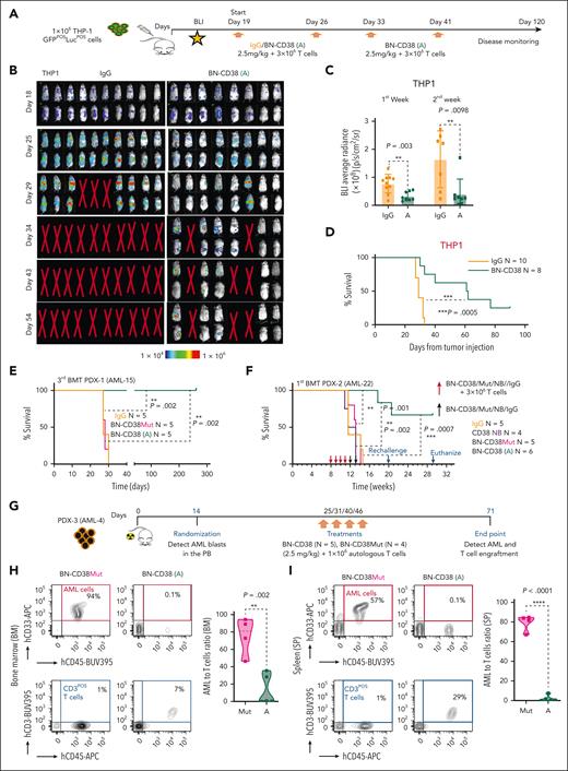 BN-CD38 displays a strong antileukemic efficacy in vivo. (A) Schematic representation of the experimental design and treatment for in vivo studies in NSG mice xenografted with 1 million GFPposLucposTHP-1 cells. On day 18, engraftment was confirmed with bioluminescence imaging (BLI), and mice were randomized. Treatment was started on day 19, and mice were administered control human IgG or BN-CD38 (2.5 mg/kg per mouse), together with 3 million healthy donor–derived human T cells per mouse weekly by IV. Mice in the treatment group were treated once a week for 4 weeks with BN-CD38 plus T cells, whereas mice in the control group received only 2 treatments, because all control mice had died by day 32, before the next planned treatment (day 33). Mice were monitored weekly by BLI for tumor burden assessment. (B) BLI images showing tumor engraftment in the different treatment groups. (C) Bar graph showing the BLI average radiance for control human IgG– and BN-CD38–treated mice on days 25 and 29. Error bars are represented as mean ± SEM. Unpaired Student t test was used for statistical significance calculation. (D) Kaplan-Meier survival curve showing increased survival in BN-CD38–treated mice (n = 8) compared with control IgG–treated mice (n = 10). Log-rank (Mantel-Cox) test was used to determine statistical significance. (E) Kaplan-Meier survival curve showing increased survival in PDX-1 (AML-15) mice transplanted with the BM of BN-CD38–treated animals as reported in the schematic representation and treatment design in supplemental Figure 5G-J. Briefly, 1 million MNCs from a patient with AML with complex karyotype (PDX-1, AML-15) were injected by IV into irradiated NSG, and once engraftment was confirmed in the PB, mice were randomized and weekly cotreated with BN-CD38 (A, 2.5 mg/kg per mouse; n = 5), BN-CD38Mut (n = 5), or control IgG (n = 5), and 3 million healthy donor purified T cells by IV. A total of 3 treatments were administered, and mice BM cells were collected on day 42 and subjected to subsequent secondary and tertiary transplantations. Log-rank (Mantel-Cox) test was used to determine statistical significance; ∗∗∗P < .001. (F) Kaplan-Meier survival curve showing increased survival in PDX-2 (AML-22) mice engrafted with 1 million of total AML MNCs and treated with BN-CD38. Briefly, once engraftment was confirmed in week 8, mice were randomized into 4 groups: control human IgG (n = 5), BN-CD38Mut (n = 5), CD38 NB (n = 4), and BN-CD38 (n = 6). Each group received 2.5 mg/kg of respective treatment and 3 million healthy donor–derived T cells weekly at week 8, 9, 10, and 11 by IV. In week 12 and 13, mice of each group received only respective treatment and no T cells. Survival was monitored, and on week 20, BN-CD38 (A) treated mice were rechallenged with 1 million paired AML blasts (AML-22). In week 29, mice remained healthy and were humanely euthanized to assess tumor burden. Log-rank (Mantel-Cox) test was used to determine statistical significance. (G) Schematic representation of the experimental design and treatment for PDX-3 (AML-4); this model was administered with autologous T cells. Once engraftment was confirmed by flow cytometry on day 14, mice were randomized into 2 groups: BN-CD38Mut (n = 4) and BN-CD38 (n = 5). Each week mice were treated with 2.5 mg/kg of respective BIONICs and 1 million autologous T cells enriched fraction by IV. A total of 4 treatments (once a week) were administered. Mice were humanely euthanized on day 71 and assessed for tumor engraftment and T cells. (H-I) Contour plots of 1 representative mouse for each treatment group illustrate percentages of human CD33pos AML cells and human CD3pos T cells in the total BM and spleen (SP) cellular population. AML-to–T cells ratio was calculated for each mouse in 2 treatment groups, and violin plots show that BN-CD38Mut–treated mice had higher tumor burden than levels in BN-CD38–treated mice that showed T-cell expansion. Unpaired Student t test was used to calculate statistical significance; ∗∗P < .01 and ∗∗∗∗P < .0001.