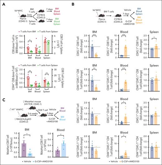 CD8 T cells from the BM egress into the PB during stem cell mobilization. (A) T cells were harvested from the BM and spleen of MM-bearing mice (CD45.1) and transferred to naïve B6 mice (CD45.2). Recipient mice were euthanized 1 week after adoptive transfer for analysis. The absolute count of total and CD44+ memory CD8 T cells (CD45.1) in the BM, blood, and spleen (n = 7 per group from 2 independent experiments). (B) BM T cells from MM-bearing mice (CD45.1) were harvested and transferred to naïve B6 mice (CD45.2). B6 mice were treated with G-CSF+AMD3100 or PBS 1 week after T-cell transfer and then euthanized to measure the absolute counts of transferred T cells (CD45.1) in the BM, blood, and spleen. Donor T cells are shown as fold change compared with the number in the nonmobilized group (n = 7 per group from 2 independent experiments). (C) Female MataHari HY-specific TCR transgenic CD8 T cells (CD45.1) were transferred into male (HY+) VkMYC (Vk28158)-bearing female RAG2/IL2rg KO mice, followed by G-CSF+AMD3100 or control vehicle injection. Total number of CD45.1+ MataHari CD8 T cells is shown (n = 4 per group from 2 independent experiments). Data represents mean ± SEM. Welch t test or Mann-Whitney test for 2 samples comparison. ∗P < .05, ∗∗P < .01, ∗∗∗P < .001.