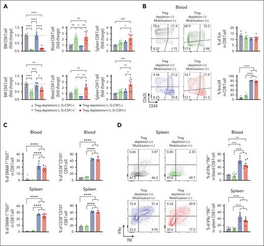 Treg depletion during SCM increases the total number of polyfunctional CD8 T cells in donor grafts. FoxP3-DTR mice were treated with diphtheria toxin (DT) or vehicle control every other day for 1 week. Mice in the mobilization group were treated with G-CSF and AMD3100. The mice were euthanized and T cells in the BM, blood, and spleen were harvested and analyzed by flow cytometry. (A) Fold changes in the number of CD8 and CD4 T cells. The fold change was calculated using the mean T-cell numbers from the non-Treg-depleted, nonmobilized group (grey triangles). (B) Representative FACS plots and frequency of memory CD8 T cells in the blood. (C) Percentage of activated DNAM-1+TIGIT+ and CD38+CD101− CD8 T cells in the blood and spleen. (D) Frequency of IFNγ+TNF+ CD8 T cells in the blood and spleen (n = 3-8 per group from 2 independent experiments). Grey triangle: non-Treg depleted and nonmobilized, Green triangle: non-Treg depleted and mobilized, Blue square: Treg depleted and nonmobilized, Red circle: Treg depleted and mobilized. Data represents mean ± SEM. One-way ANOVA for multiple sample comparisons. ∗P < .05, ∗∗P < .01, ∗∗∗P < .001, ∗∗∗∗P < .0001.