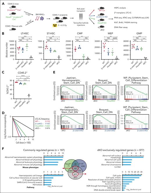 Coinactivation of Hoxa9/β-catenin induces severe HSC defects. (A) Schematic representation of experimental procedures. Absolute number of HSPC populations (B) and percentage CD45.2+ donor cells (C) from indicated mice at 12 week time point (at least n = 3 mice/group). Floxed allele deletion was achieved by intraperitoneal injection of tamoxifen for 5 consecutive days. β-cateninfl/fl mice treated with corn oil (vehicle) served as WT control as indicated. (D) LTC-IC frequency from HSPCs as indicated. Enrichment in stem related gene sets (E) and gene ontology analysis (F) of LSKs isolated from mice that received transplant. All data represent mean ± standard error of the mean (SEM). P values calculated by t test. ∗P ≤ .05; ∗∗P ≤ .01; ∗∗∗P ≤ .001; ∗∗∗∗P ≤ .0001; NS, P > .05.