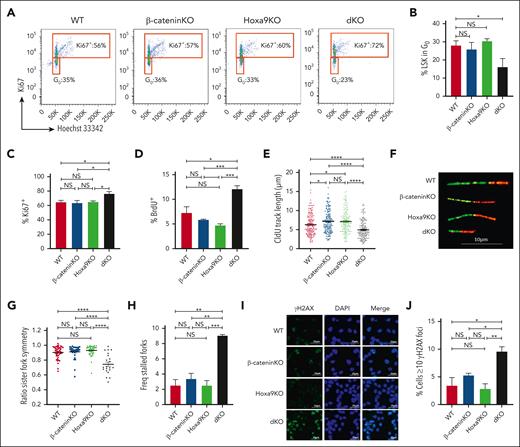 Disruption of stem cell quiescence and DNA replication dynamics by concurrent Hoxa9/β-catenin deletion. (A) Representative fluorescence-activated cell sorting plots of Ki67 and Hoechst 33342 staining of LSKs isolated from indicated mice. (B) Percentage of LSKs in G0 cell cycle phase. Percentage Ki67+ (C) and BrdU+ (D) LSKs (n = 3 mice per group). (E) CldU track length of DNA fibers from HSPCs isolated from indicated mice. (F) Representative images of replication fork lengths. Scale bar, 10 μm. (G) Ratio of IdU track lengths of bidirectional forks. (H) Percentage of stalled forks (green only) present in single/combined KO cells. Fiber data from 1 representative experiment is shown (n = 3; data is shown in supplemental Figure 2). Immunofluorescent images (I) and focus counts (J) of ƳH2AX staining on HSPCs isolated from indicated mice. Several fields of cells were scored from 2 independent experiments. Scale bars, 25 μm. WT BL6 mice treated with corn oil (vehicle) are indicated as WT control. ∗P ≤ .05; ∗∗P ≤ .01; ∗∗∗P ≤ .001; ∗∗∗∗P ≤ .0001; NS, P > .05.