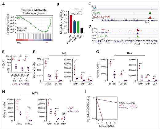 Prmt1 KO phenocopies the hematopoietic defects associated with dKO. (A) Negative enrichment in arginine methyltransferase activity in isolated dKO LSKs. (B) Independent qPCR validation of Prmt1 expression in indicated LSKs. Data represent 2 independent experiments. (C) Co-occupancy of HOXA9 and β-CATENIN at the Prmt1 transcription start site detected by CUT&RUN-sequencing in HSPCs. (D) Chromatin accessibility at the Prmt1 locus visualized by ATAC-sequencing of LSKs. (E) Percentage of donor cells in bone marrow of transplanted mice at indicated time points. Absolute number of HSPCs at 4-week (F), 8-week (G), and 12-week (H) harvests (n = 3 mice per group per time point). (I) LTC-IC frequency of HSPCs isolated from mice that received transplant. Prmt1fl/fl mice treated with corn oil (vehicle) are indicated as WT control. ∗P ≤ .05; ∗∗P ≤ .01; ∗∗∗P ≤ .001; NS, P > .05. qPCR, quantitative polymerase chain reaction.