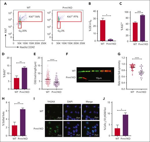 Impaired quiescence and DNA replication dynamics induced by Prmt1 KO. (A) Representative fluorescence-activated cell sorting plots of Ki67 and Hoechst 33342 staining of LSKs isolated from indicated mice 2 weeks after tamoxifen treatment. (B) Percentage of LSKs in G0 cell cycle. Percentage Ki67+ (C) and BrdU+ (D) LSKs from indicated mice (n = 3 per group). (E) CldU track length of DNA fibers from HSPCs isolated from indicated mice. (F) Representative images of elongating fork lengths. Scale bar, 10 μm. (G) Ratio of IdU (red) track lengths of bidirectional forks. (H) Percentage of stalled forks (green only). Fiber data from 1 representative experiment are shown (n = 3, data are shown in supplemental Figure 4). Representative immunofluorescent images (I) and ƳH2AX focus counts (J) of ckit+ Prmt1 WT and KO cells. Several fields of cells were scored from 2 independent experiments. Scale bars, 25 μm. WT BL6 mice treated with corn oil (vehicle) are indicated as WT control. ∗P ≤ .05; ∗∗P ≤ .01; ∗∗∗P ≤ .001; ∗∗∗∗P ≤ .0001.