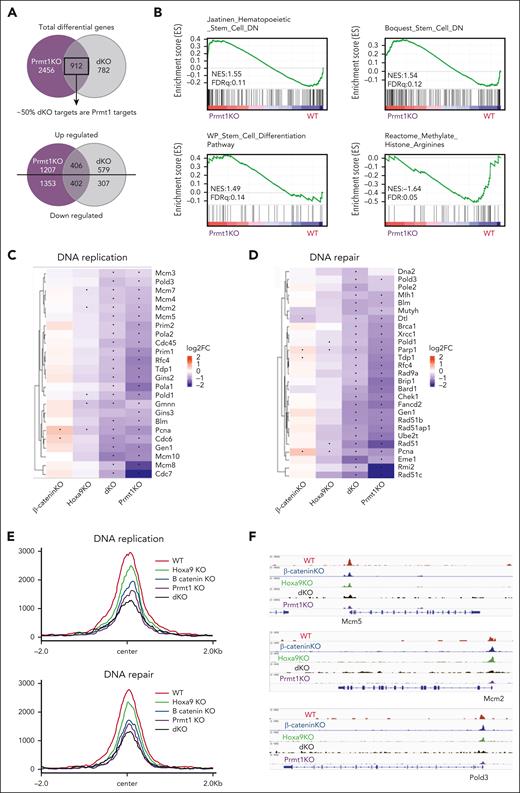 Prmt1 KO replicates the transcriptomic alterations induced by dKO. (A) Overlap of DEGs from Prmt1 KO and dKO LSKs. (B) Gene set enrichment analysis of Prmt1 KO LSKs. Heatmap illustrating the log2fold suppression of DNA replication genes (C) and DNA repair genes (D) in single and dKO LSKs compared with WT LSKs. Prmt1fl/fl and β-cateninfl/fl mice treated with corn oil (vehicle) served as WT control for Prmt1 KO and Hoxa9/β-catenin KO, respectively. Asterisks (∗) indicate significant change in gene expression (P adjusted ≤ .05). (E) Profile plots of ATAC-seq data (RPKM-normalized) around peak center of DNA replication and repair genes. (F) Chromatin accessibility at Mcm5, Mcm2, and Pold3 loci. WT control represents BL6 mice treated with corn oil (vehicle).