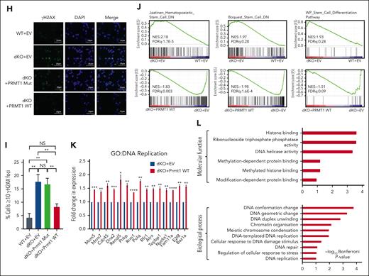 Ectopic expression of PRMT1 phenotypically and transcriptomically rescues dKO HSC defects. (A) Total number and composition of colonies produced by WT and dKO LSKs transduced with Empty Vector (EV) control or PRMT1. Data from 3 independent experiments are shown. (B) LTC-IC frequency from HSPCs as indicated. (C) Percentage BrdU+ HSPCs from indicated samples labeled overnight with BrdU analogue in vitro. Data from 3 independent experiments are shown. (D) CldU track length of fibers from HSPCs isolated from WT or dKO mice that received transplant (+EV or PRMT1). (E) Representative images of elongating fork lengths. Scale bar, 10 μm. (F) Bidirectional fork symmetry. (G) Frequency of stalled fork present in indicated samples. Fiber data from 1 representative experiment are shown (n = 3, data are shown in supplemental Figure 6). Immunofluorescent images (H) and focus counts (I) of ƳH2AX staining of indicated HSPCs. Several fields of cells were scored from 2 independent experiments. Scale bars, 25 μm. (J) Enrichment plots of stem-related gene sets in RNA-seq data sets as indicated. (K) Fold change in expression of DNA replication transcripts. (L) Gene Ontology analysis of significantly upregulated genes from HSPCs isolated from dKO mice and transduced with PRMT1 WT compared with EV (n = 433). ∗P ≤ .05; ∗∗P ≤ .01; ∗∗∗P ≤ .001; ∗∗∗∗P ≤ .0001; NS, P > .05.