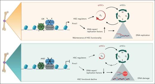 Schematic summary of Hoxa9/β-catenin/Prmt1-mediated regulation of HSC quiescence and DNA replication dynamics. (Top panel) The maintenance of HSC functionality in the absence of either Hoxa9 or β-catenin. (Bottom panel) The perturbance to qHSC and aHSC equilibrium and DNA replication dynamics induced by coinactivation of Hoxa9 and β-catenin.