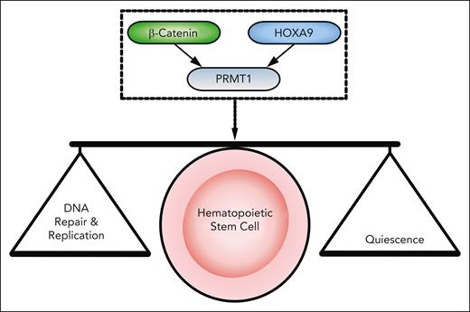 The β-Catenin/HOXA9→PRMT1 axis regulates quiescence as well as DNA replication and repair in HSCs. β-catenin and HOXA9 act together to regulate Prmt1 expression. This axis is required to maintain quiescence, expression of DNA repair, and initiation factors in HSCs, thus sustaining HSC integrity.