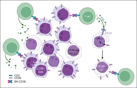 BN-CD38 eradicates both CD38+ and CD38− AML cells including LSCs. BN-CD38 binding to CD3 on T cells and CD38 on AML blasts results in engagement and activation T cells leading to eradication of CD38+ AML blasts and release of cytokines, including IFN-γ. Binding of released IFN-γ to IFN-γR on the surface of CD38-negative (CD38neg) LSCs induces expression of CD38, allowing for cell killing by engagement of T cells directed by BN-CD38. IFN-γR, interferon gamma receptor. Created with BioRender.com.