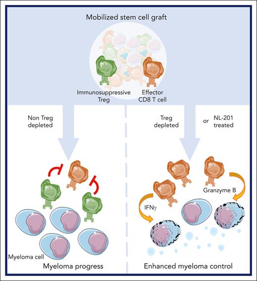 Mobilized stem cell grafts from patients with myeloma contain a high number of both immunosuppressive Tregs and effector CD8 T cells. These Tregs limit the tumoricidal effect during autologous stem cell transplantation. However, depletion of Tregs or activation of CD8 with an interleukin 2 (IL-2)/IL-15 agonist (NL-201) leads to expanded polyfunctional CD8 T cells, which ultimately improves antimyeloma immunity after autologous stem cell transplantation. IFN, interferon.