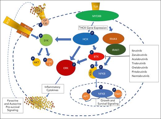 Prosurvival signaling driven by mutated MYD88 signaling. Mutated MYD88 triggers gene expression of hematopoietic cell kinase (HCK), a SRC family member through PAX5-mediated signaling. HCK is activated through interleukin-6 (IL-6)/IL-6 receptor (IL-6R)/gp130/JAK2/STAT3–mediated signaling triggered by autocrine and paracrine release from the surrounding microenvironment. HCK triggers BTK, spleen tyrosine kinase (SYK), and ERK1/2 signaling. BTK also triggers ERK1/2 as well as NF-κB p65–mediated prosurvival signaling. IRAK4/IRAK1 are also activated by mutated MYD88 through an HCK-independent pathway, and trigger along with BTK NF-κB p65–mediated prosurvival signaling.